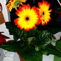 Thumbnail for the listing's main image