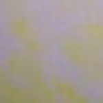 Profilová fotka palmen